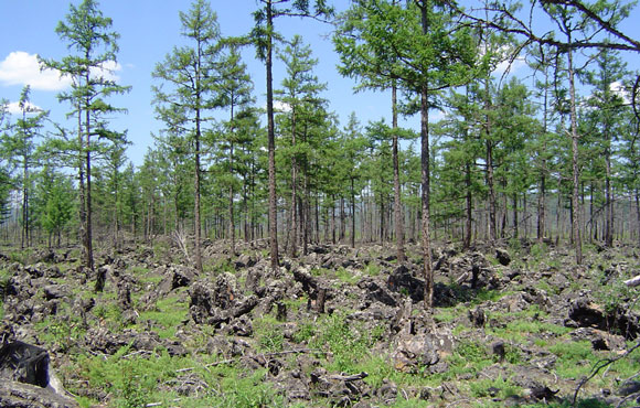 Aershan National Forest Park